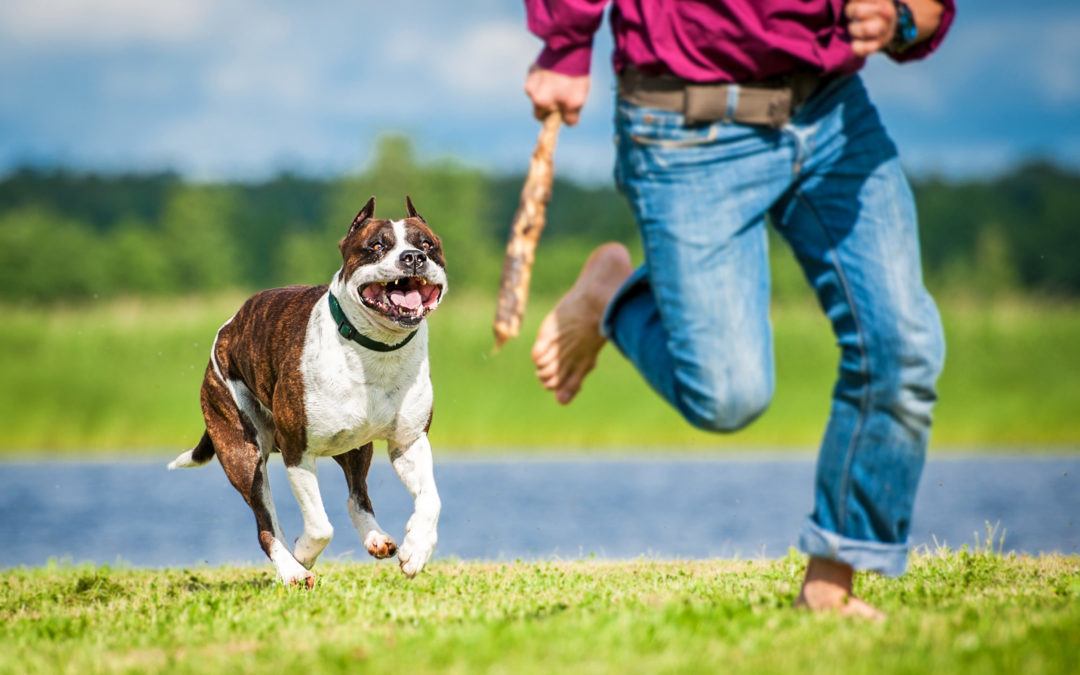 dog-bite-attorney-1080x675 dog bite attorney