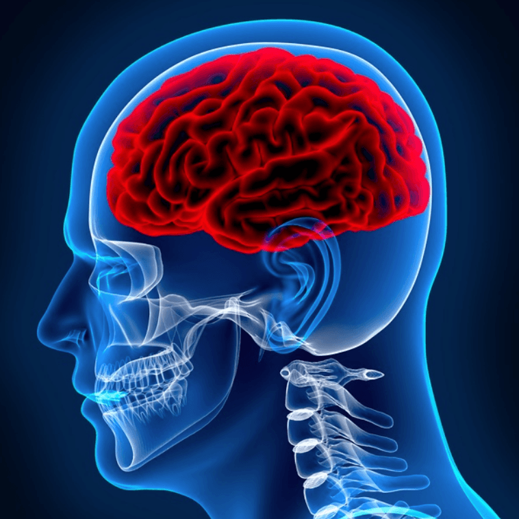 brain