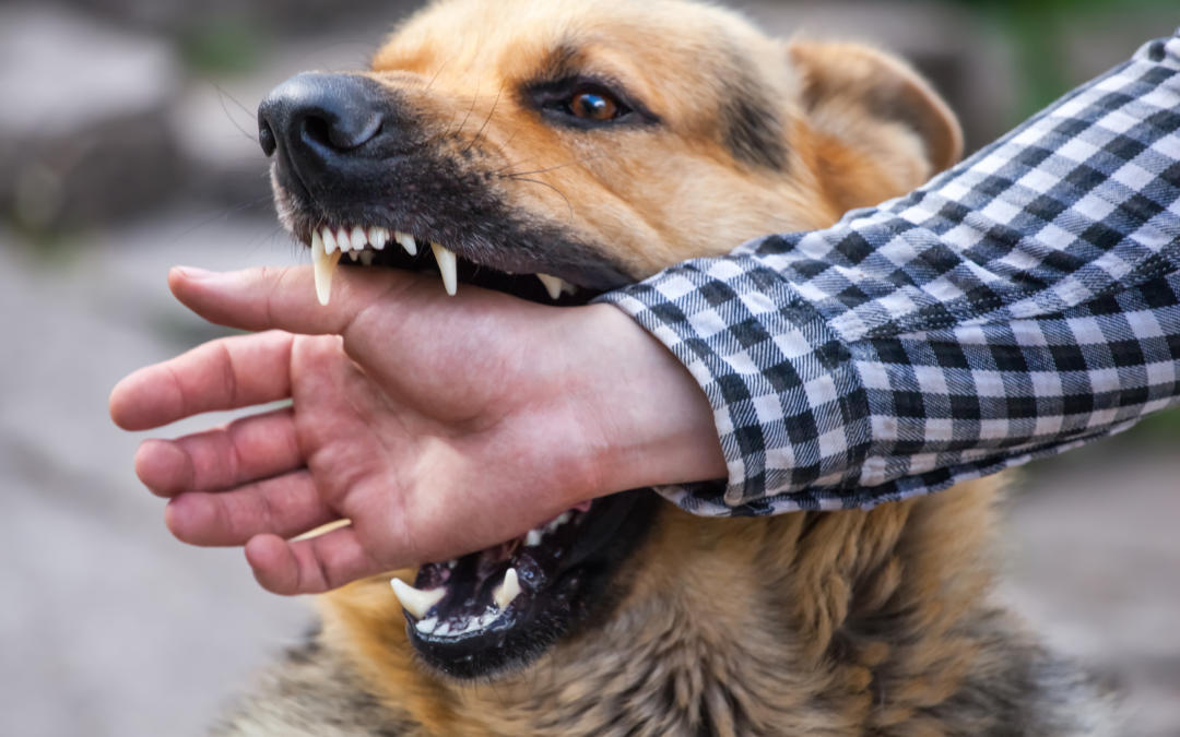 dog bite wound