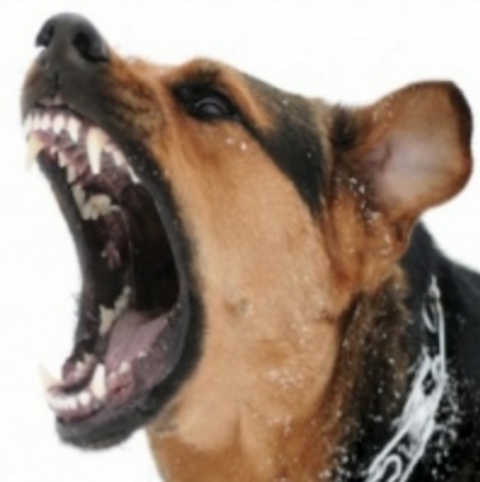 dog bite