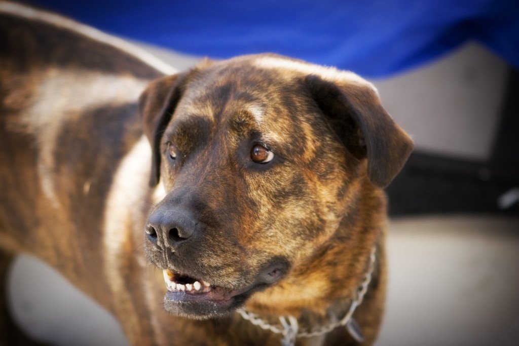 Dog bite lawyers chicago dog bite attorney