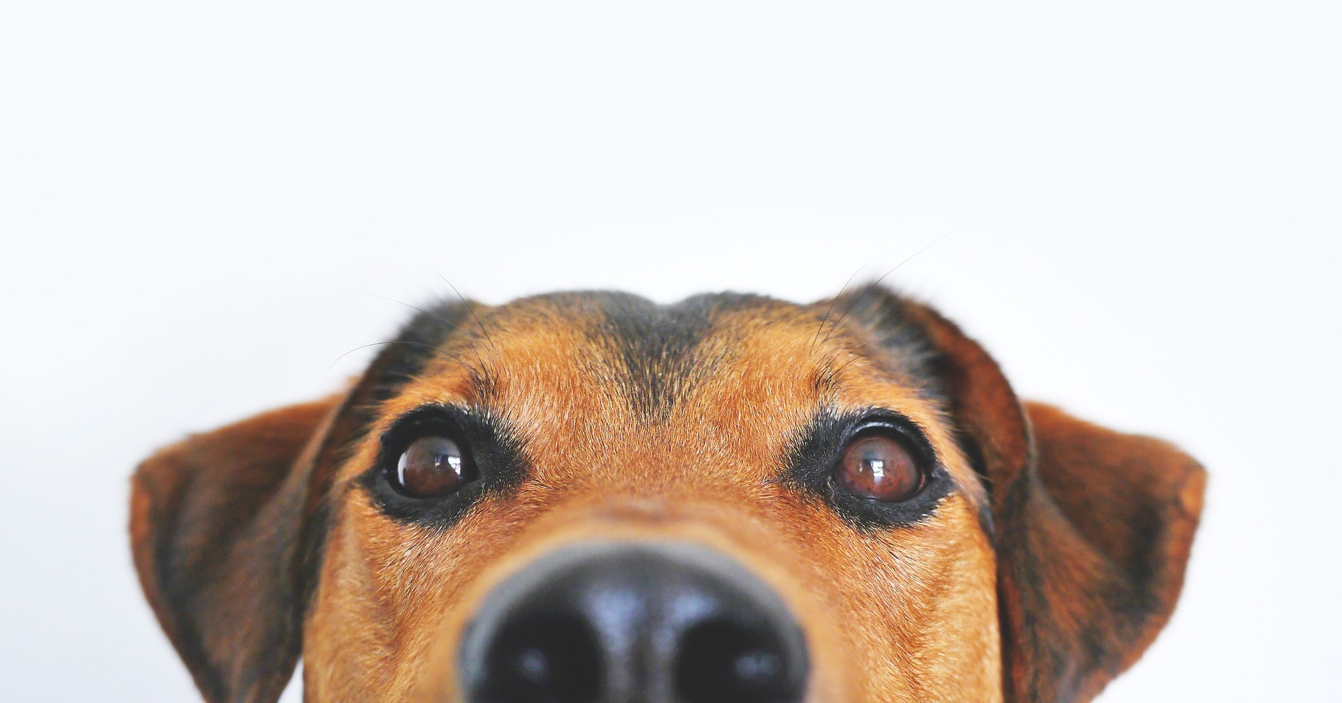 Dog Bite Settlement